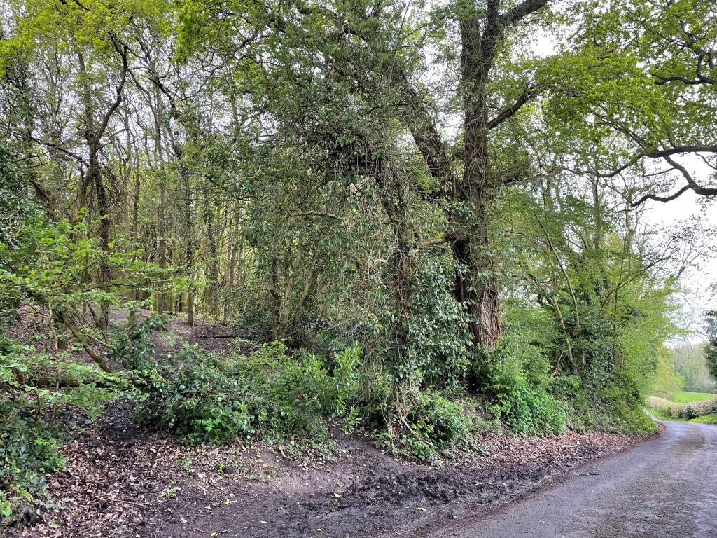 Lot: 57 - WOODLAND EXTENDING TO OVER TWO AND A HALF ACRES - Dense woodland up a bank by a road